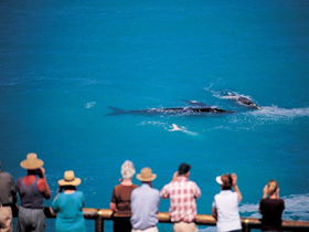 Whale Watching At Head Of Bight - Hotel NSW 0