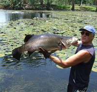 Barra Feeding - Hotel NSW