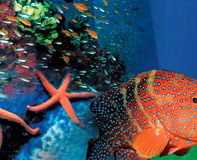 Indo Pacific Marine - Hotel NSW 0