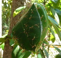 Greenant Creek Walk - Hotel NSW