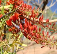 Olive Pink Botanic Garden - Hotel NSW