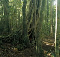 Lamington National Park Binna Burra Section - Hotel NSW