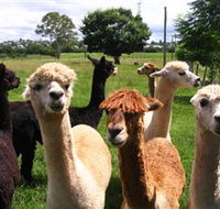Banyandah Alpacas - Hotel NSW