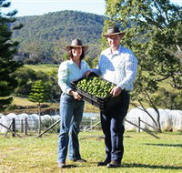 Hinterland Feijoas - Hotel NSW