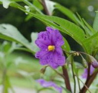 Alpha Native Flower Garden - Hotel NSW