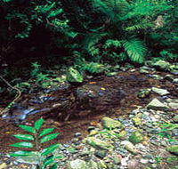 Wompoo Walk - Hotel NSW
