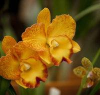 Queens Park - Orchid House - Hotel NSW