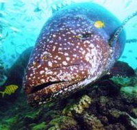 Lady Musgrave Island Dive Sites - Hotel NSW