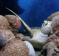 Light House Bommie Dive Site - Hotel NSW