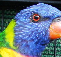 Fraser Coast Wildlife Sanctuary - Hotel NSW