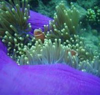 The Lady Bowen Dive Site - Hotel NSW