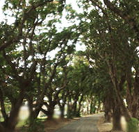 Mango Avenue - Hotel NSW