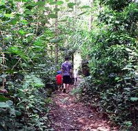 Malanda Falls Rainforest Walk Malanda Falls Conservation Park - Hotel NSW