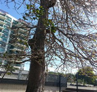The Leichhardt Tree - Hotel NSW