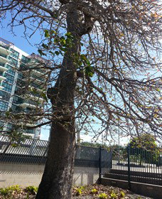 The Leichhardt Tree - Hotel NSW 0