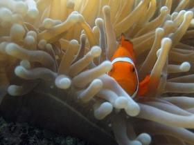 Flat Rock Dive Site - Hotel NSW 0