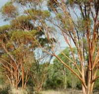 Myall Park Botanic Garden - Hotel NSW