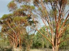 Myall Park Botanic Garden - Hotel NSW 0