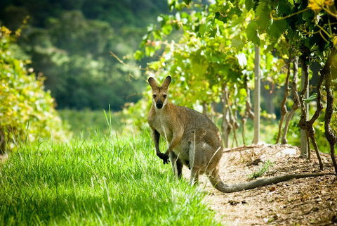 Sirromet Winery - Hotel NSW 2