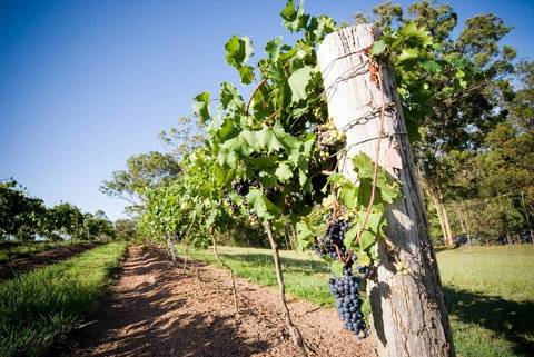 Sirromet Winery - Hotel NSW 3