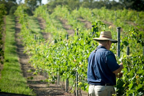 Sirromet Winery - Hotel NSW 11