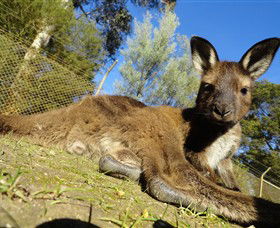 Ballarat Wildlife Park - Hotel NSW 0