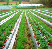 Kookaberry Strawberry Farm - Hotel NSW