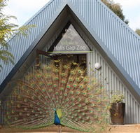 Halls Gap Zoo - Hotel NSW