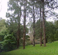 Mount Dandenong Arboretum - Hotel NSW
