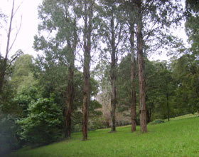 Mount Dandenong Arboretum - Hotel NSW 0