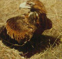 Long Forest Nature Conservation Reserve - Hotel NSW