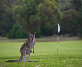 Anglesea Golf Club - Hotel NSW 0