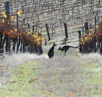 Blue Pyrenees Estate - Hotel NSW
