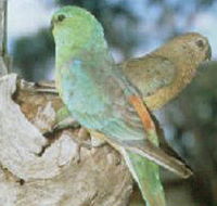 Lake Albacutya Regional Park - Hotel NSW