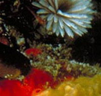 Point Cooke Marine Sanctuary - Hotel NSW