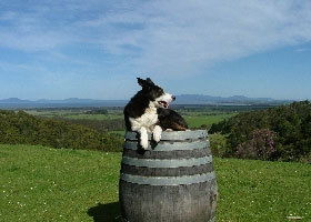 Windy Ridge Vineyard And Winery - Hotel NSW 0