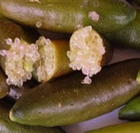 Sandy Creek Olives and Finger Limes - Hotel NSW