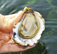 The Oyster Pot - Hotel NSW