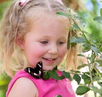 Coffs Harbour Butterfly House - Hotel NSW