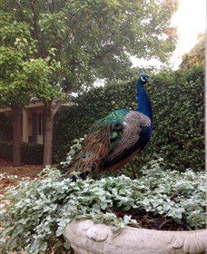 Krinklewood Vineyard - Hotel NSW 3
