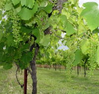 Holland Wines - Hotel NSW