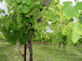 Holland Wines - Hotel NSW 0