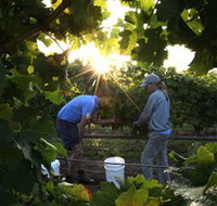 Oakdene Vineyards Restaurant and Cellar Door - Hotel NSW