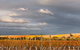 Coombe Yarra Valley - thumb 1