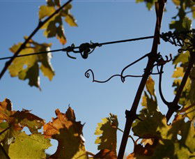 Blackjack Vineyards - Hotel NSW 1