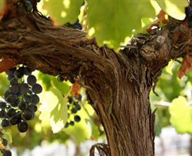 Blackjack Vineyards - Hotel NSW 0