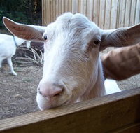 Drysdale Cheeses - Hotel NSW