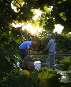 Oakdene Vineyards Restaurant And Cellar Door - Hotel NSW 3