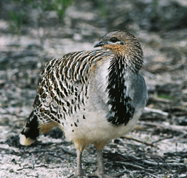 Yongergnow Australian Malleefowl Centre - Hotel NSW