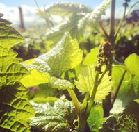 Punt Road Winery - Hotel NSW